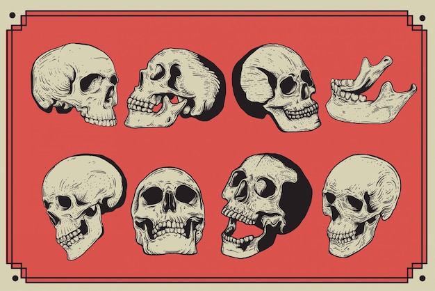 Vector skull vintage engraving style isolated hand drawn illustration.