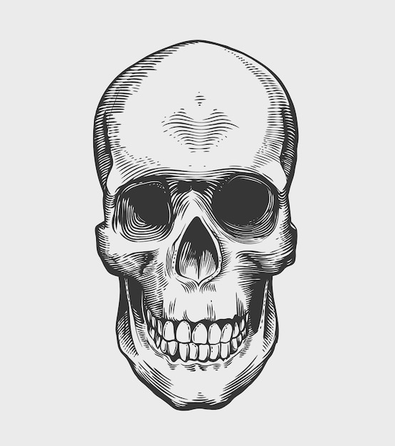 Vector skull in vintage engraving style. vector illustration.