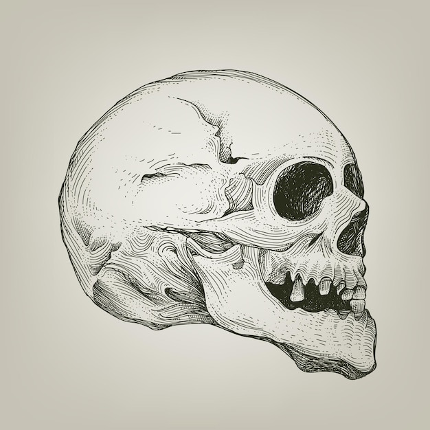 Vector skull with engraving illustration style