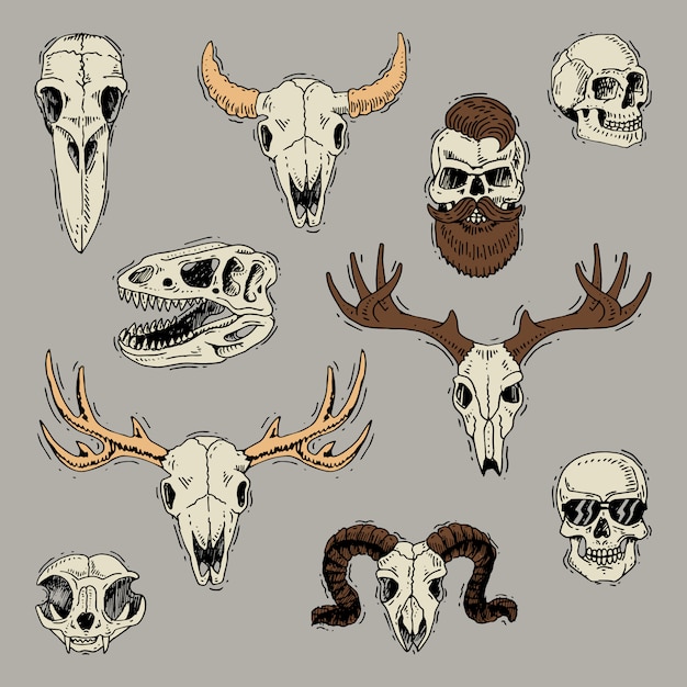雄牛ヤギや羊の動物の頭蓋骨骨頭と理髪店スケルトンセットのひげと人間の頭蓋骨