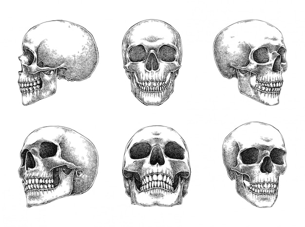 Skulls illustration set