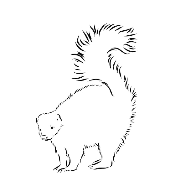 Premium Vector  Skunk hand drawing of wildlife animals of north