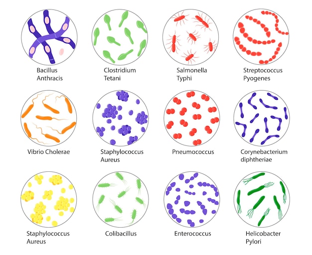 Vector slechte bacteriën set met namen geïsoleerd op een witte achtergrond vectorillustratie van micro-organismen