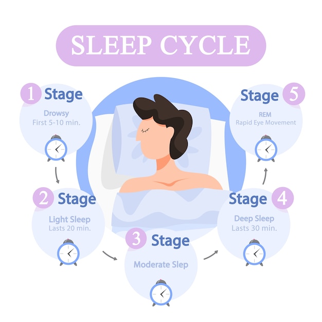 Sleep cycle infographics. stage of sleep during