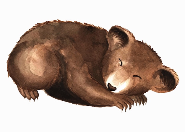 眠っているクマの水彩イラスト