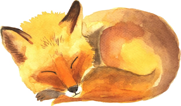 Sleeping fox watercolor illustration