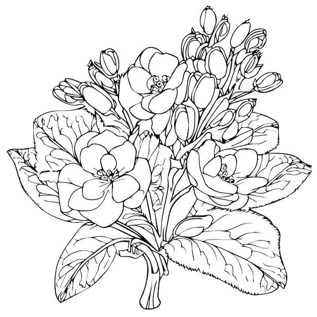 sleutelbloem lin awing sleutelbloem botanische tekening Primula denticulata vintage illustratie inkt art