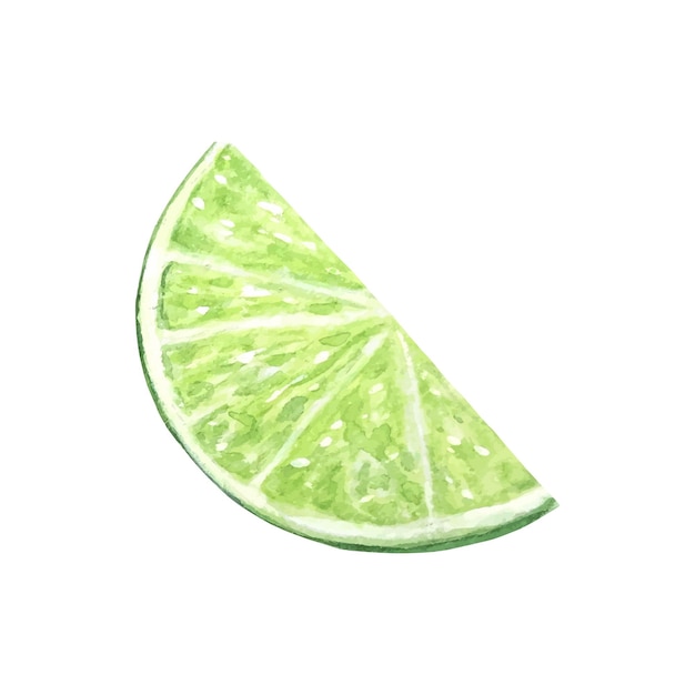 A slice of lime  Watercolor illustration handdrawn isolated