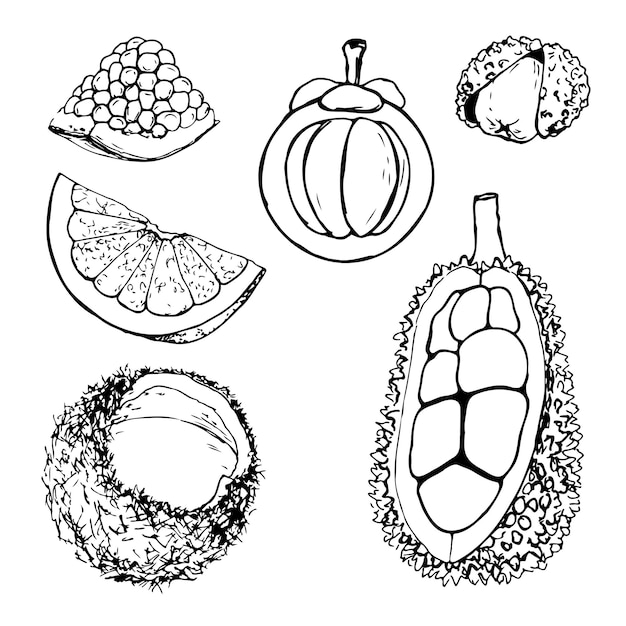 Vector sliced black and white exotic fruit vector set isolated on a white background