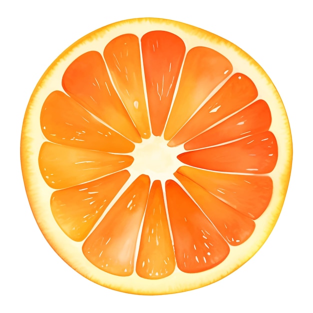 Illustrazione disegnata a mano della pittura isolata frutta arancione affettata