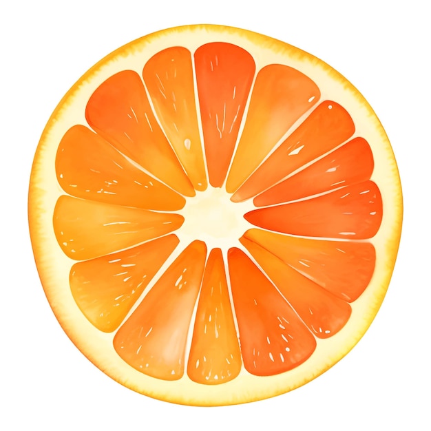 Sliced Orange Fruit Isolated Hand Drawn Painting Illustration