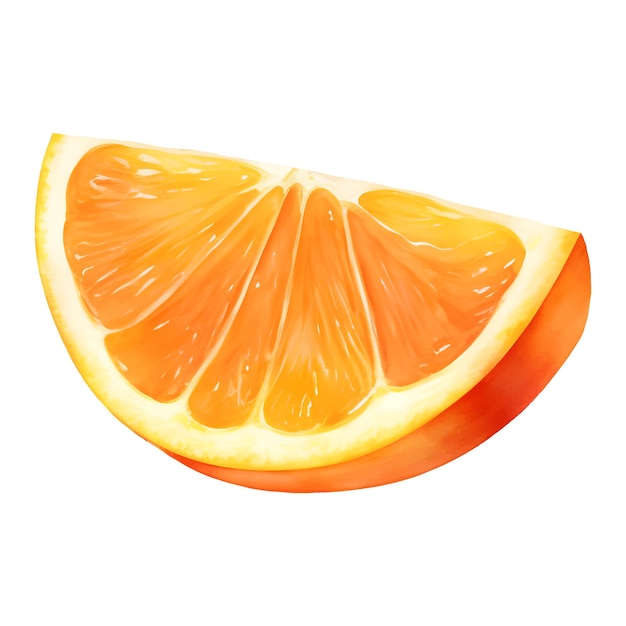 Vettore illustrazione disegnata a mano della pittura isolata frutta arancione affettata