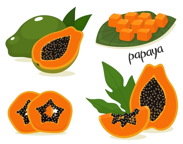 Vector sliced papaya fruit set