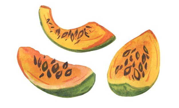 Vector slices of pumpkin melon watercolor illustration vegetables fruits