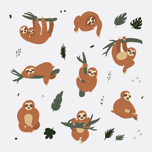 Vector sloth animal vector illustrations set