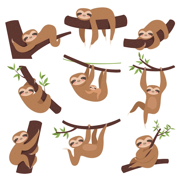 Vector sloth on branch. cute little kid sleepy animal on branch in zoo playing with baby hanging vector characters cartoon