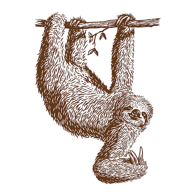 Sloth hanging vector engraving illustration