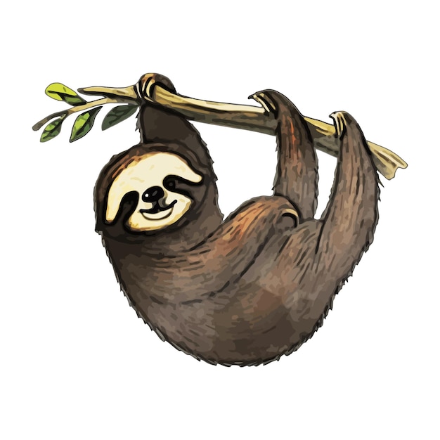 Vector sloth watercolor vector illustration