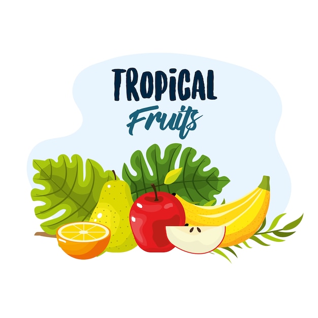 Vector smakelijk tropisch en exotisch natuurlijk fruit