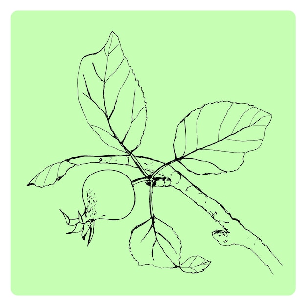枝に小さなリンゴ線スケッチベクトル図