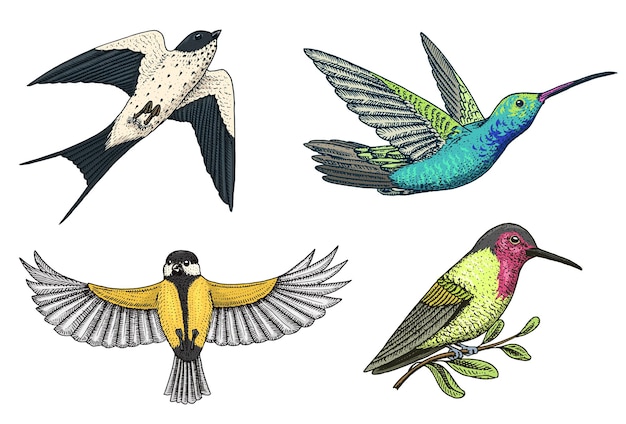 Vector small birds of paradise barn swallow or martlet and parus or titmouse or great tit in europe exotic tropical animal icons use for wedding party engraved hand drawn in old sketch