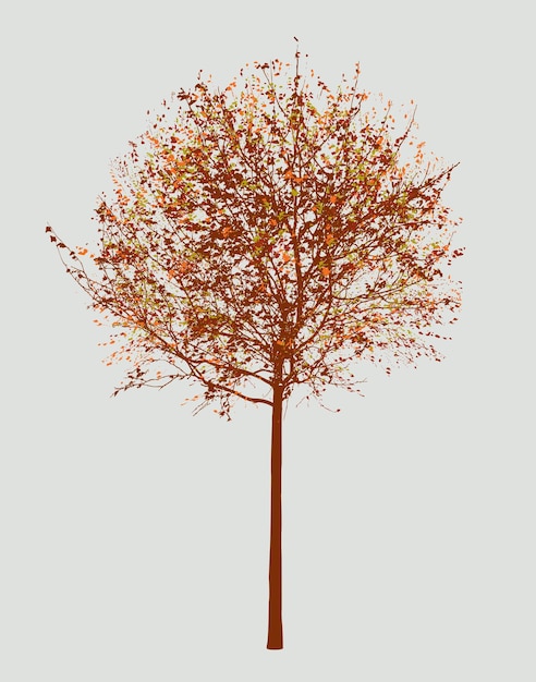 Vector small deciduous tree in the autumn