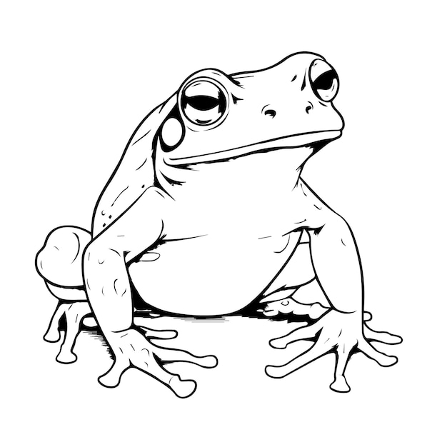 Vector a small frog sits on a white background in the style of graphic black outlines