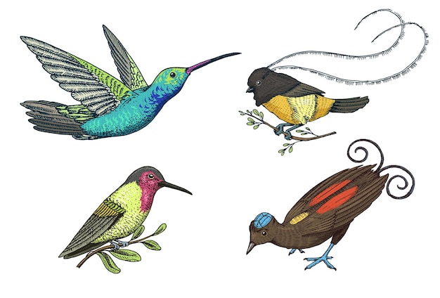 Small hummingbird Rufous and Whitenecked Jacobin bird of paradise Exotic tropical animal icons Golden tailed sapphire Use for wedding party engraved hand drawn in old sketch