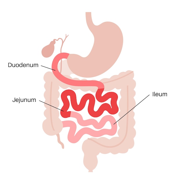 Vettore poster anatomico dell'intestino tenue duodeno digiuno e ileo nel corpo umano esame e trattamento del tratto digestivo in clinica di gastroenterologia infografica per l'istruzione vettore piatto isolato