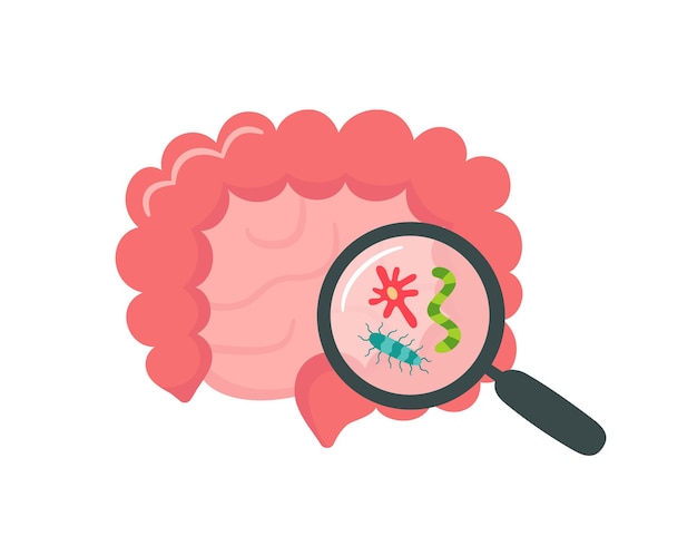 Vettore intestino umano piccolo e crasso e lente d'ingrandimento. microbiota intestinale. sibo, sindrome dell'intestino permeabile e crescita della candida