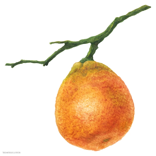 Small mandarin orange on the branch