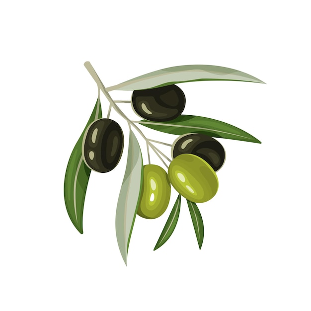 Small sprig with green leaves and ripe olives