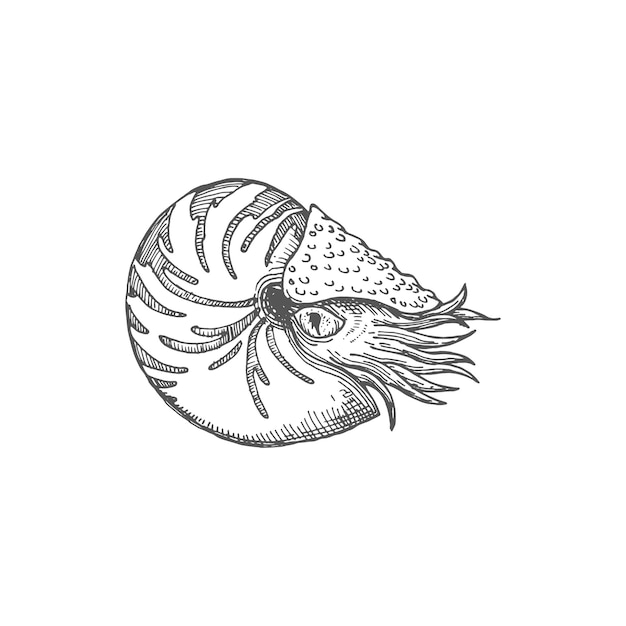 Snail chambered nautilus pompilius mollusc animal