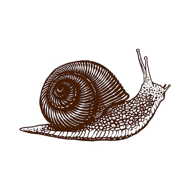 Vector snail engraving hand drawn illustration