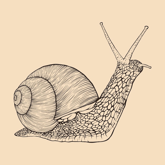 Vector snail hand drawn vintage line engraving style vector illustration