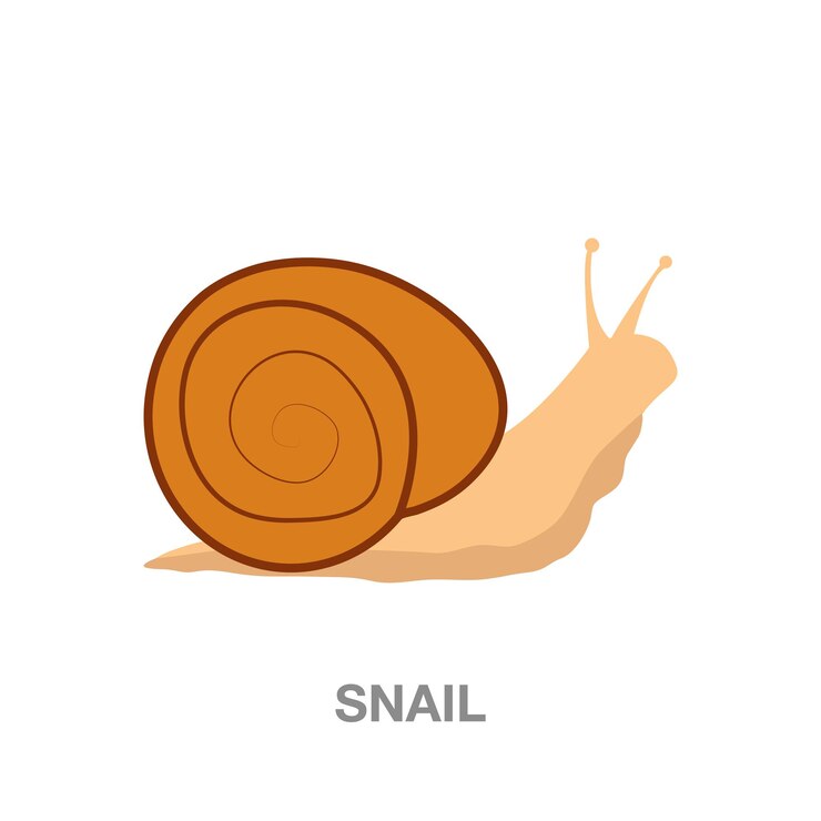 Vector snail illustration on transparent background