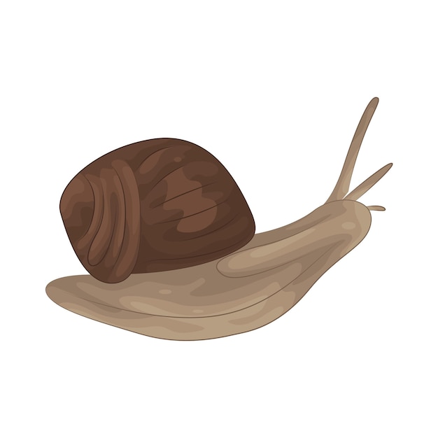 snail illustration