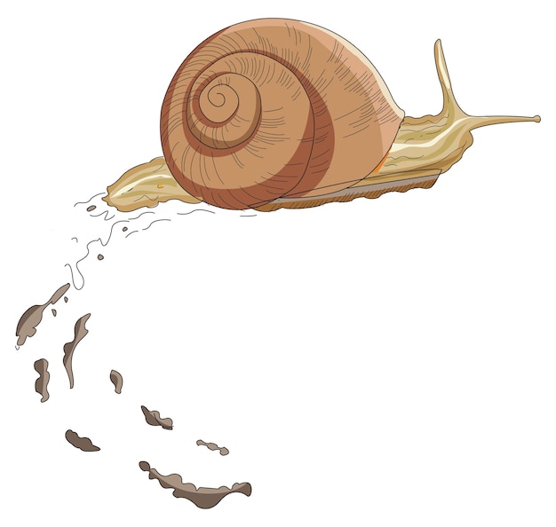 A snail moving slowly