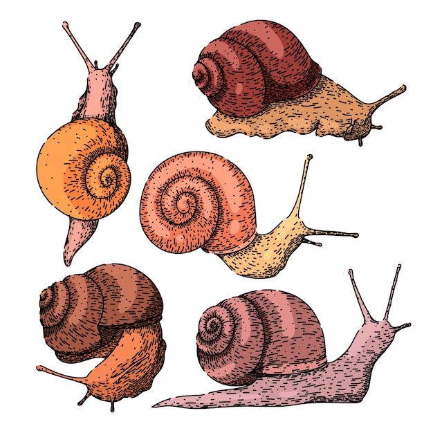 Snail set sketch met de hand getekende vector