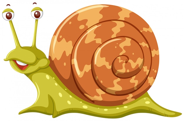 Vector a snail on white background