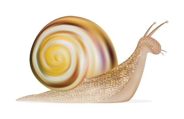 Snail on a white background