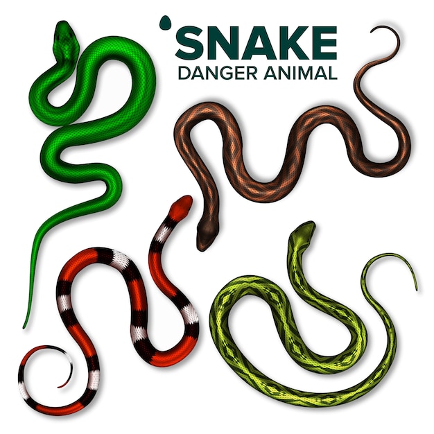 Snake Collectie Van Wild Danger Animal Set