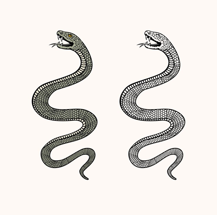 Vector snake design illustration