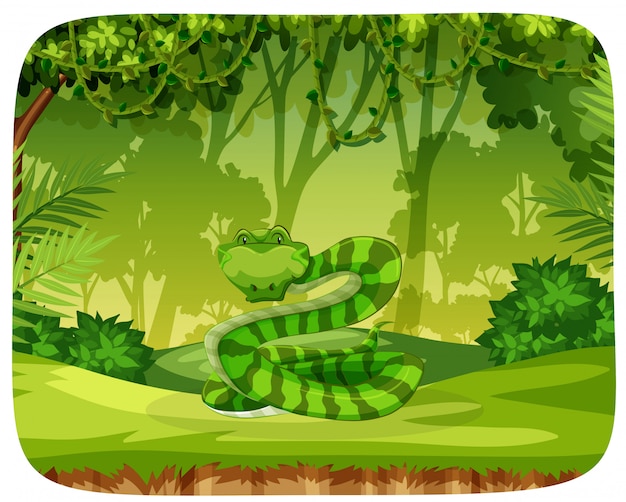 A snake in jungle