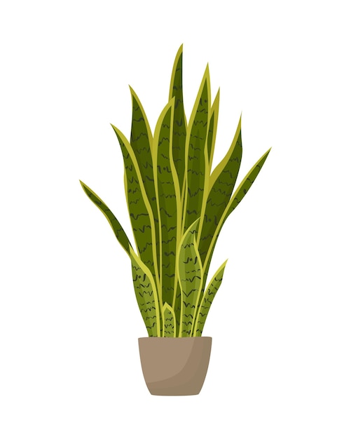 세라믹 냄비에 있는 뱀 식물 화분에 심은 Sansevieria 식물