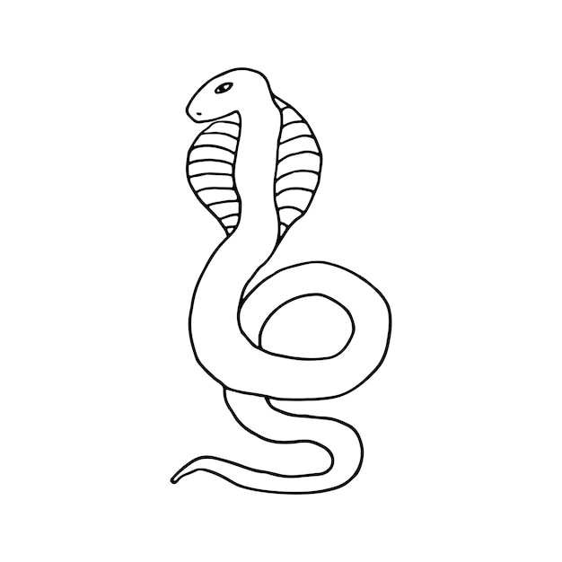 Snake reptiles scaly Reptile Doodle Vector illustration Hand drawn Outline