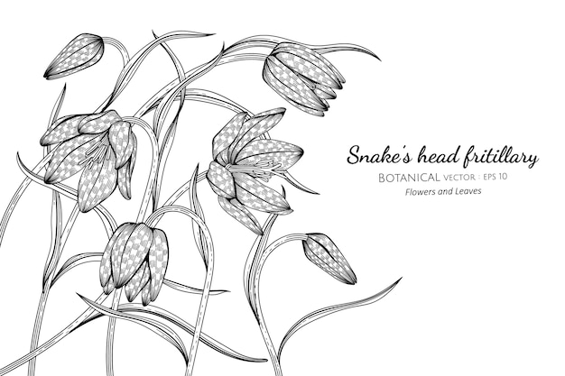 Snake's head fritillary flower and leaf botanical hand drawn illustration.