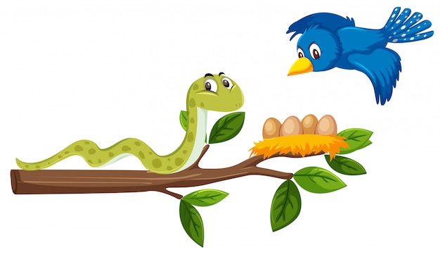 A snake on the tree branch and bird