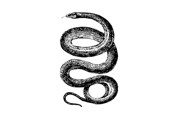 Vettore disegno grafico vettoriale serpente