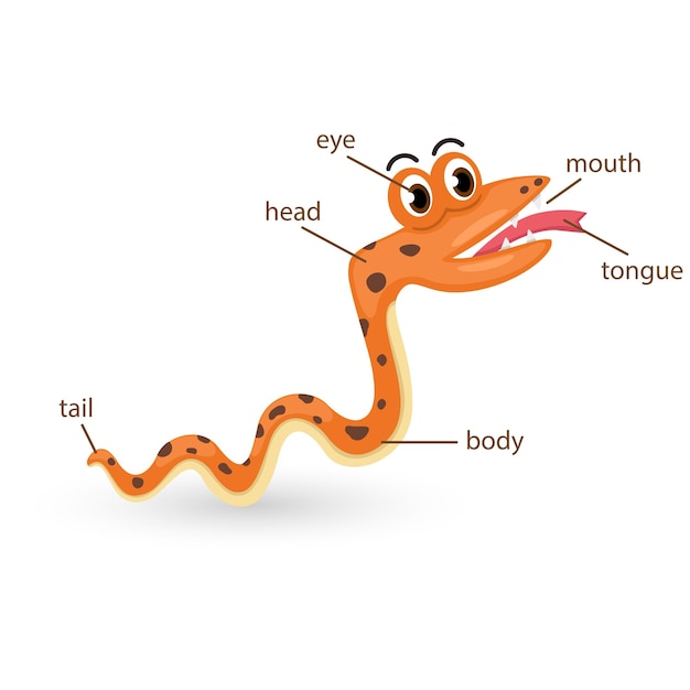 Snake vocabulary part of body vector